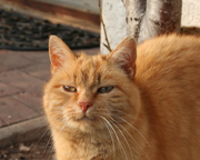 Katz